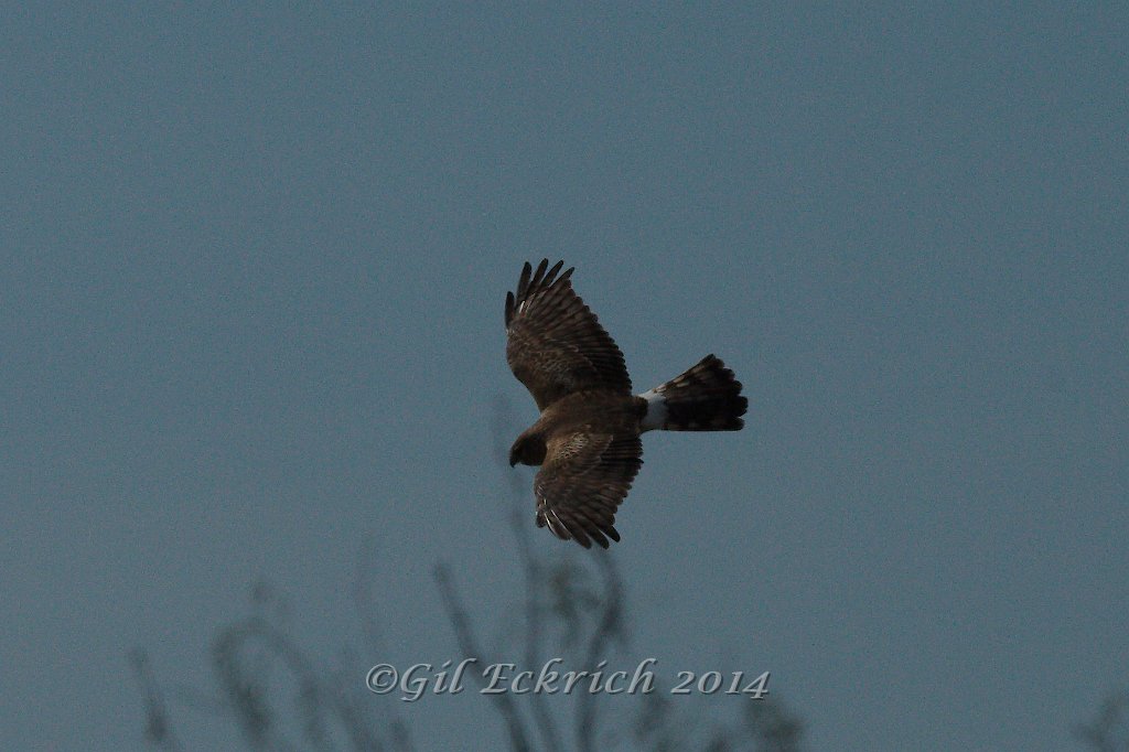 Harriss's Hawk 2014-01-25 (1).jpg